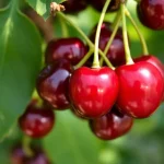 voćna sadnica trešnje Lapins