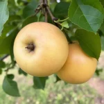 voćne sadnice jabuka Kožara