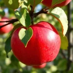 voćne sadnice jabuka Šumatovka