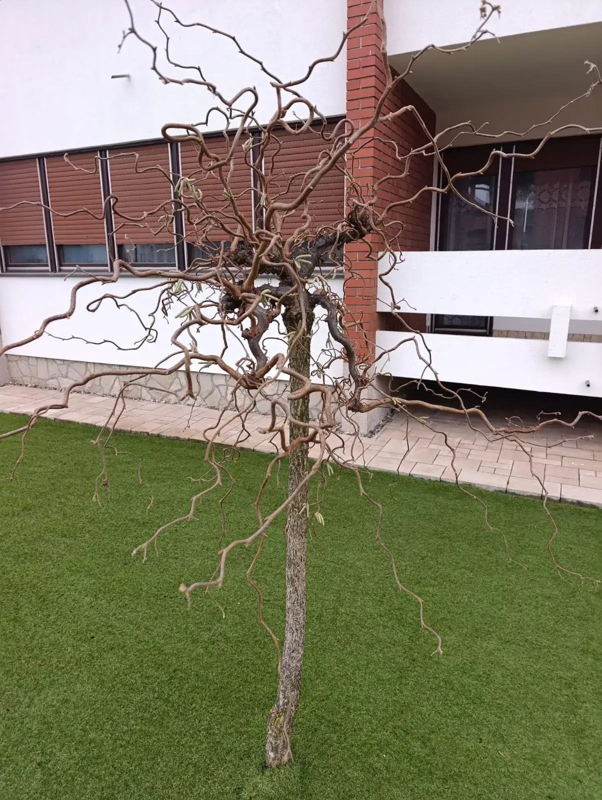 sadnica lešnika Contorta