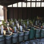 Jesenja sadnja voćaka – šta ako počne mraz