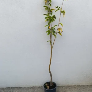 voćna sadnica nekalemljenog kestena