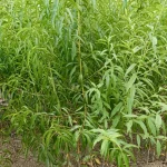 sadnice breskva Red heven