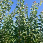 sadnice kajsija Mađarska najbolja