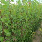 sadnice kajsija Novosadska 6