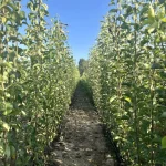 sadnice kruška Viljamovka