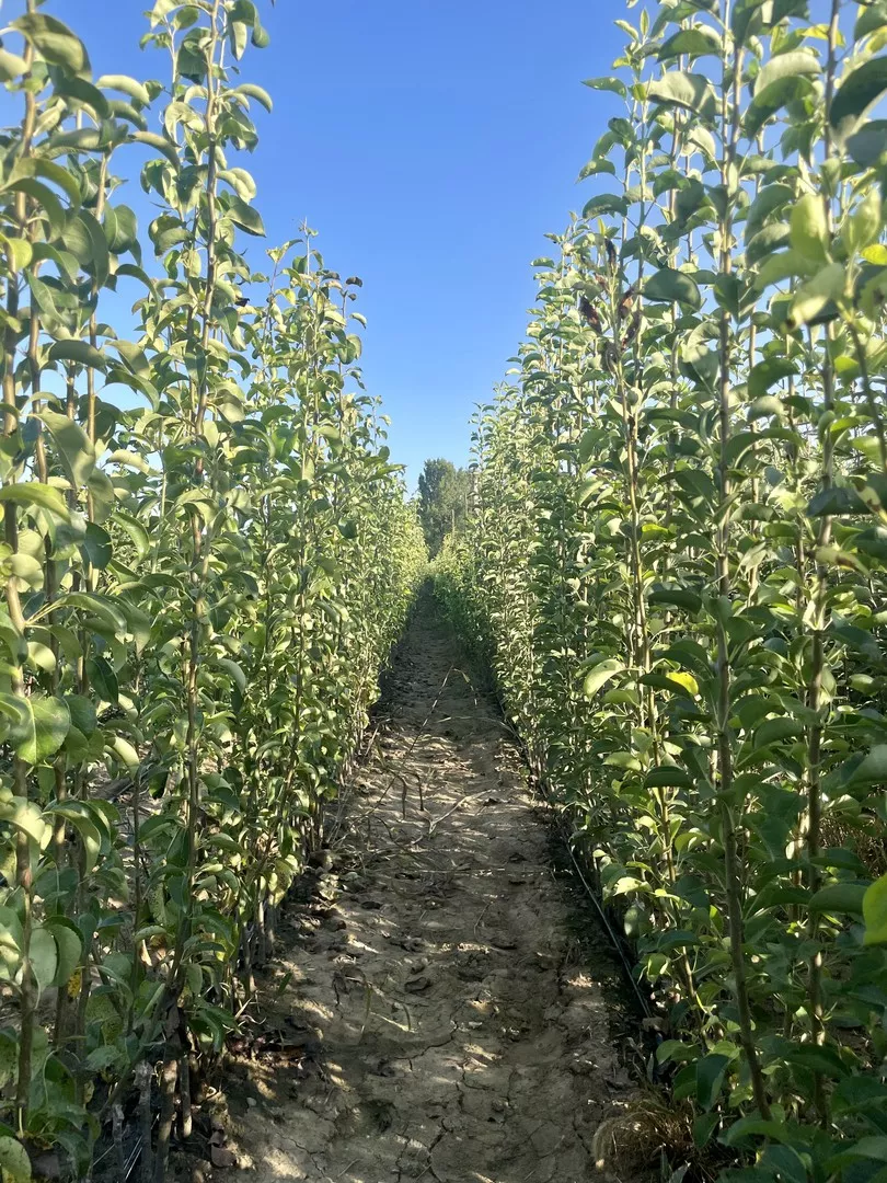 sadnice kruška Viljamovka