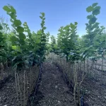 sadnice lešnik Enis