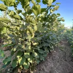 sadnice lešnik Rimski