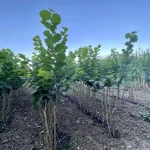 sadnice lešnik Tonda đentile romana