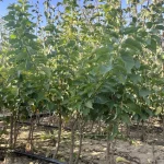 sadnice mini kajsija