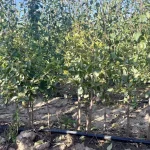 sadnice mini šljiva