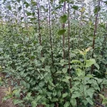 sadnice šljiva Čačanska rodna