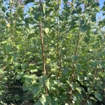 sadnice šljiva Roksana