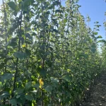 sadnice šljiva Stenlej