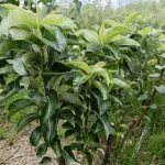 sadnice stubasta kruška