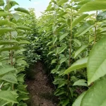 sadnice trešnje Burlat