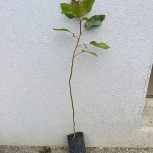 voćna sadnica pistać