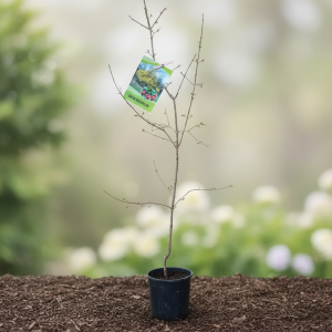 Dren kalemljen Kazanlak