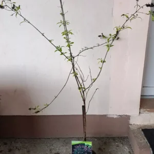 sadnica budleja stablašica 4 godine stara