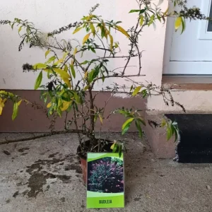 sadnica budleja žbun