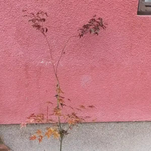 sadnica crvenolisni javor Acer Palmatum