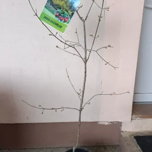 sadnica dren kalemljen