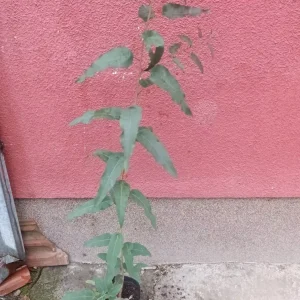 sadnica eukaliptus