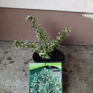 sadnica Evonimus srebrni žbunasti