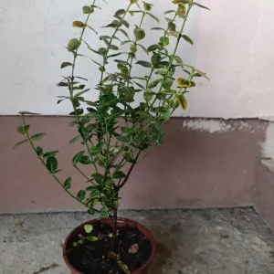 sadnica Evonimus zlatni