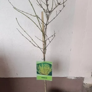 sadnica forzicija stablašica