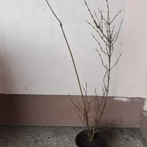 sadnica forzicija žbun