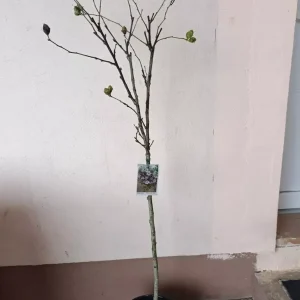 sadnica hibiskus stablašica