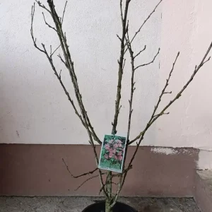 sadnica hibiskus žbunasti 3 godine stara