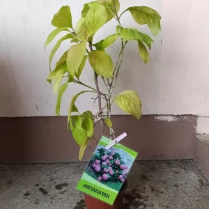 ukrasna sadnica Hortenzija roza