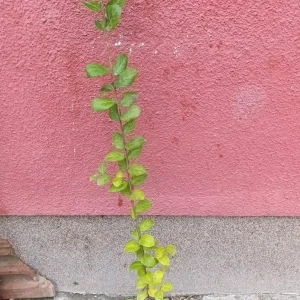 sadnica indijski jorgovan beli, rozi, ljubičasti