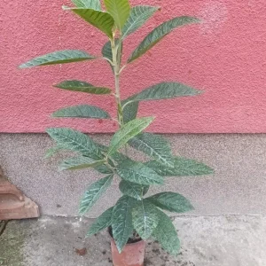 sadnica japanska mušmula