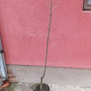 sadnica japanska trešnja