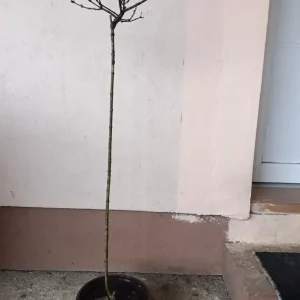 sadnica jorgovan bord, beo, lila