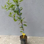 voćna sadnica klementina