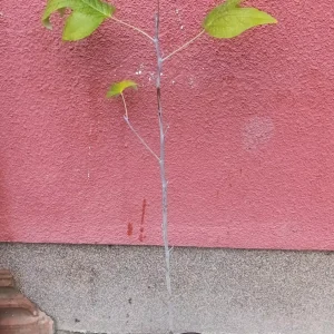 sadnica lilidendron (lalino drvo)