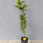 voćna sadnica limeta