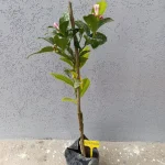 voćna sadnica limun