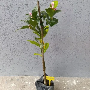 voćna sadnica limun