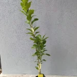 voćna sadnica limun mesečar