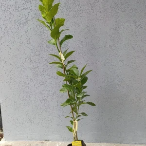 voćna sadnica limun mesečar