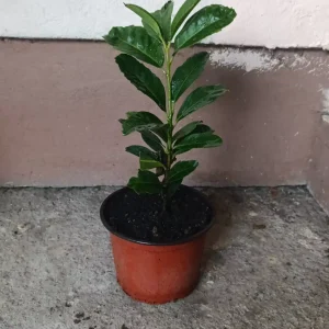 sadnica lovor višnja 2 godine