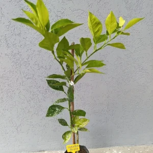 voćna sadnica mandarina