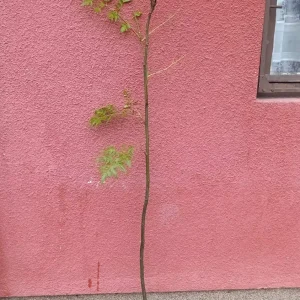 sadnica Melia medonosno drvo