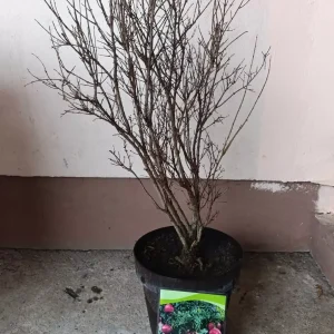 sadnica nara 4 godine star